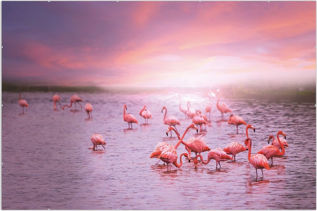 Wallario Wandbild Rosa Flamingos bei Sonnenuntergang, Größe: 61 x 91,5 cm, Poster mit rahmenlosen Bildhalter
