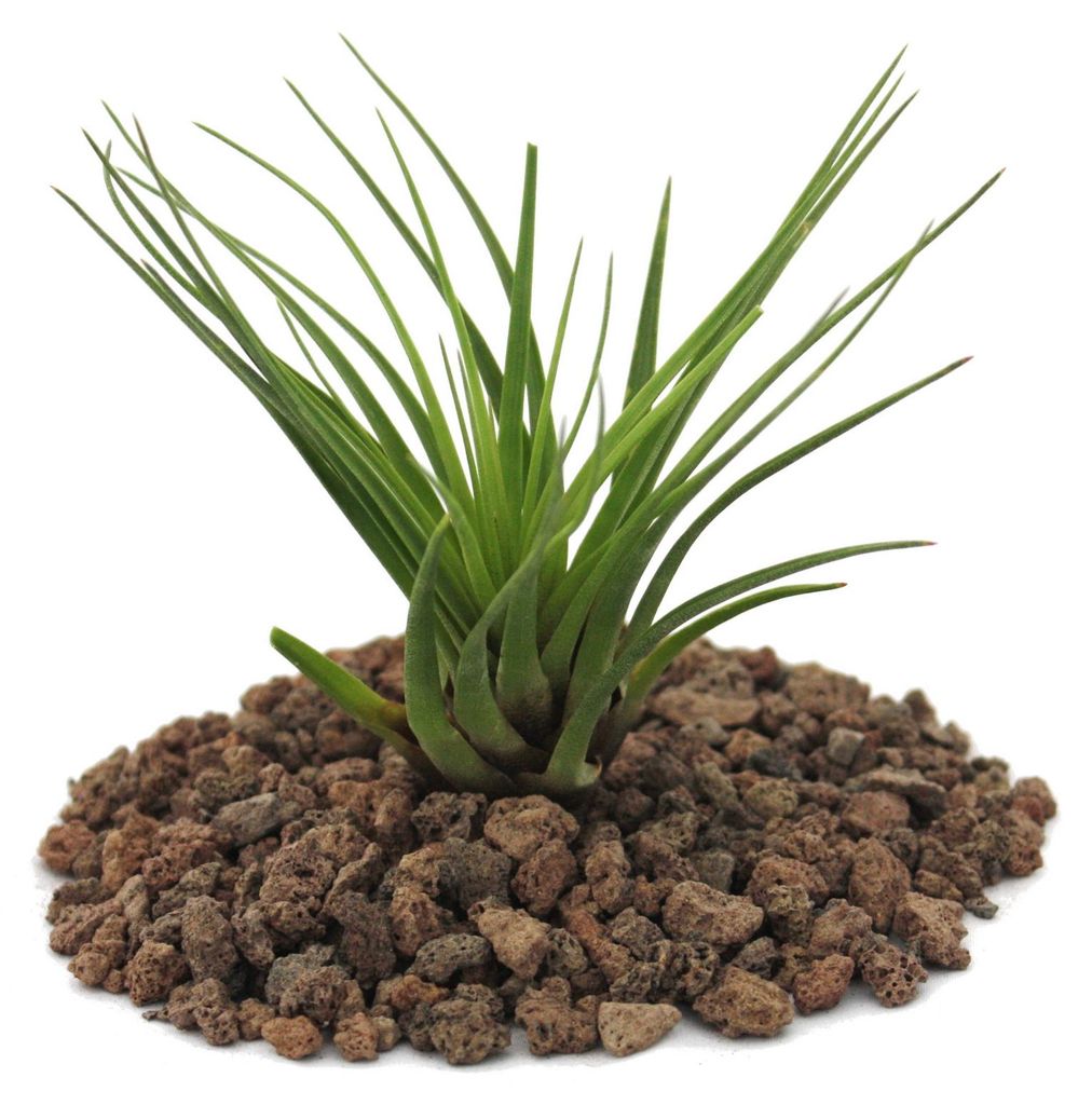 Tillandsia melanocrater tricolor - grün - lose Pflanze - klein