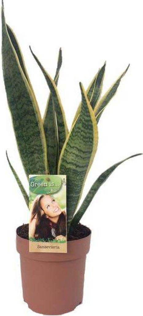 Sansevieria Laurentii Bogenhanf Zimmerpflanze 50cm Ø14cm Schwiegermutterzunge