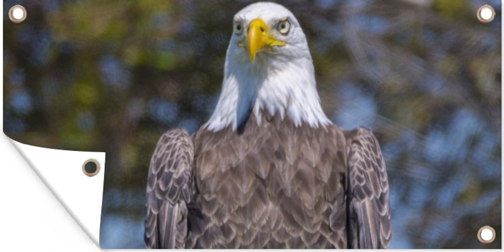 MuchoWow 160x80 cm Outdoor-Poster Gartendeko Sichtschutz Garten Poster für den Garten Ein Weißkopfseeadler sitzt auf einem Holzpfahl