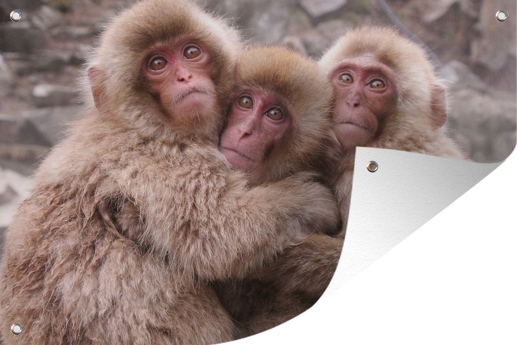 MuchoWow 60x40 cm Outdoor-Poster Gartendeko Sichtschutz Garten Poster für den Garten Affe - Japan - Fell