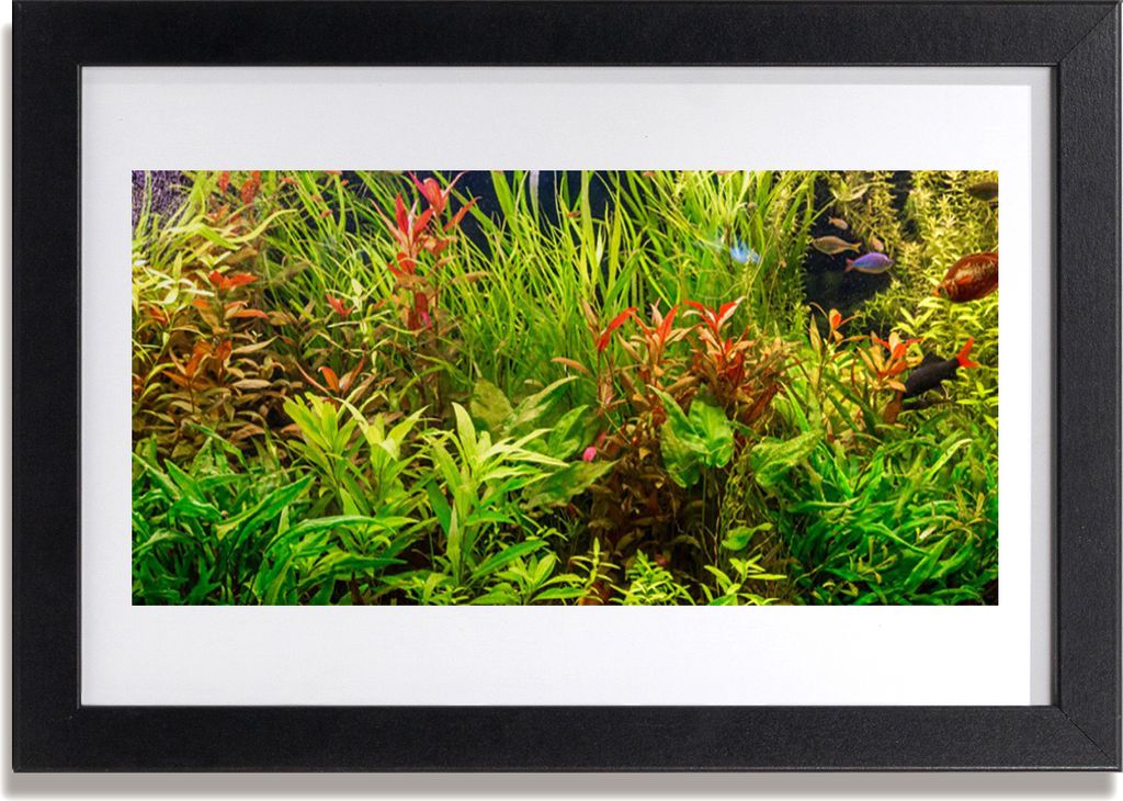 Bild 30x20 MDF-Rahmen Wandkunst Aquarium Fische Pflanzen Produktbild 