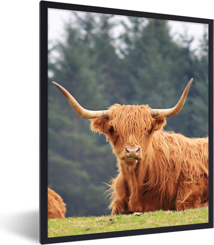 MuchoWow Gerahmtes Poster Schottische Highlander - Gras - Wald 60x80 cm - Poster mit Schwarzem Bilderrahmen Wandposter Rahmen Foto Bilder - Premi...