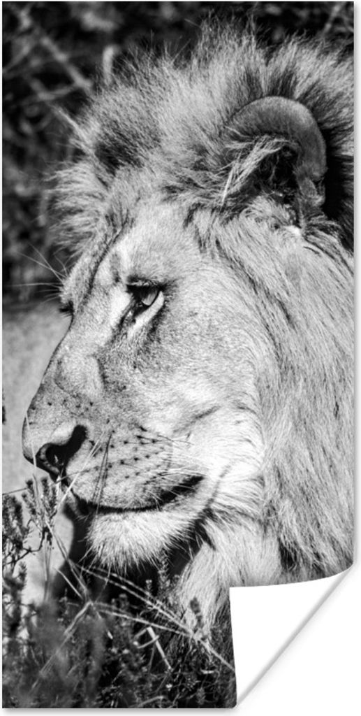 MuchoWow Poster Löwe - Tiere - Wild 60x120 cm - Wandschmuck