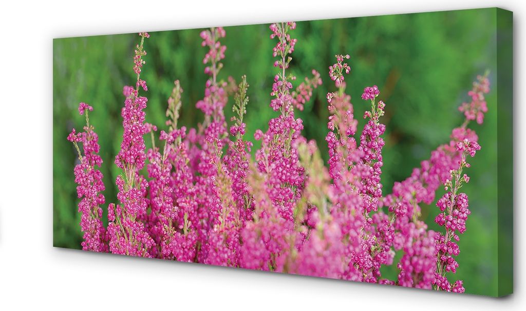 Leinwandbild 140x70 Wandkunst Blumen heathers