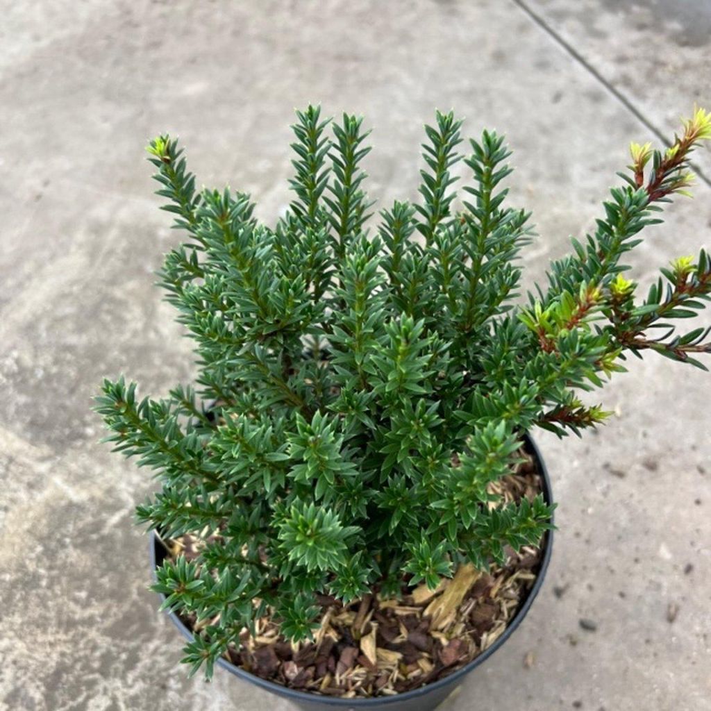 Podocarpus nivalis 'Jalako Red' - Zwerg-Steineibe | 20-30 cm im topf
