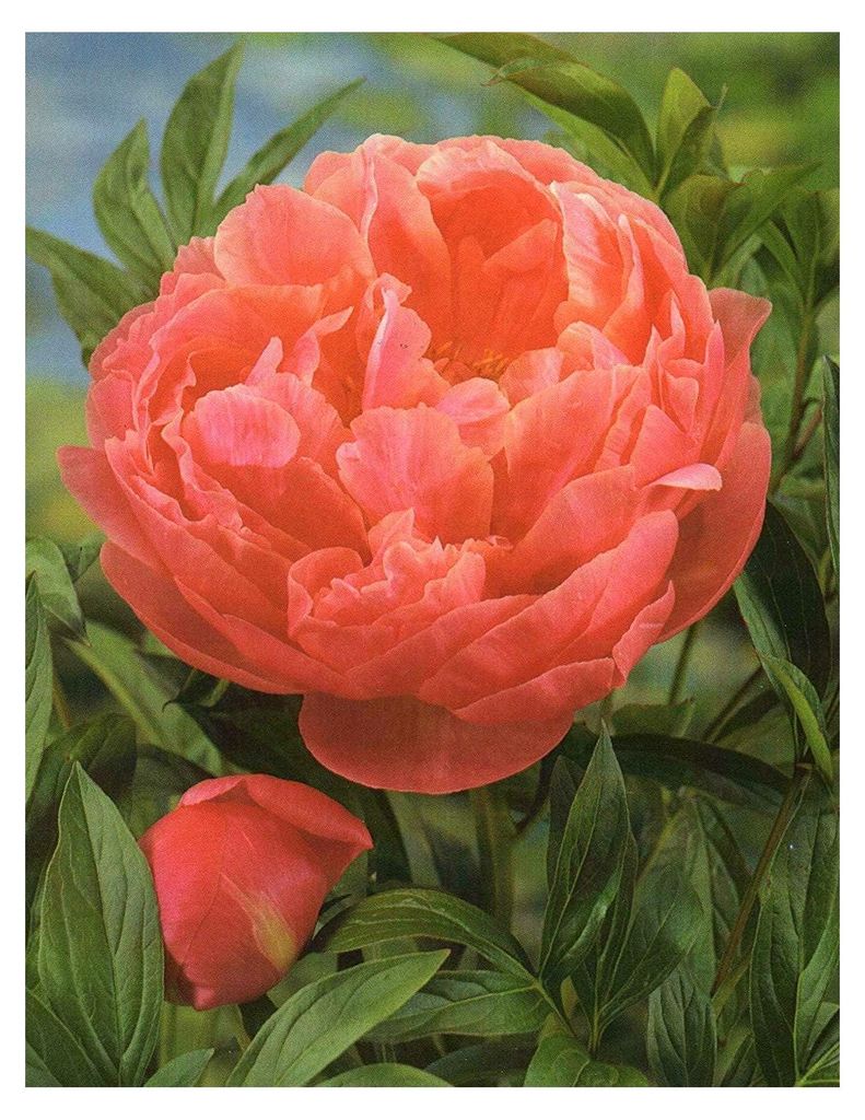 Coral Charm Pfingstrose Paeonia Lactiflora "1 Wurzelstück mit Augen" Rarität