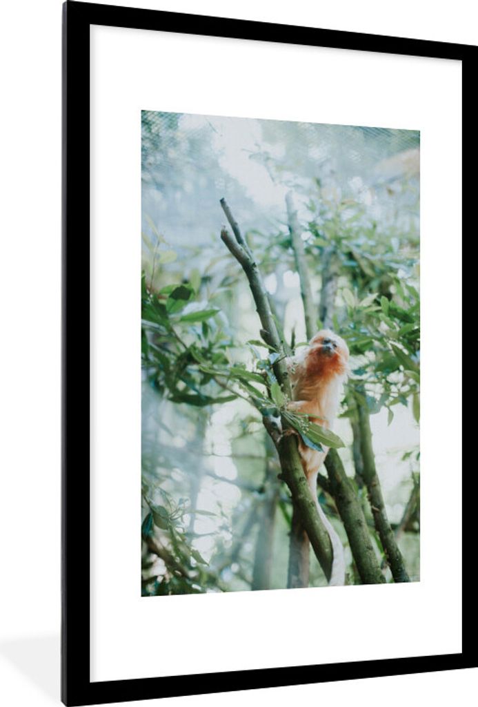 MuchoWow MuchoWow Gerahmtes Poster Zwergseidenäffchen im Baum 60x90 cm - Poster mit zchwarzem Bilderrahmen - Dekoration - Wandposter Wohnzimme...