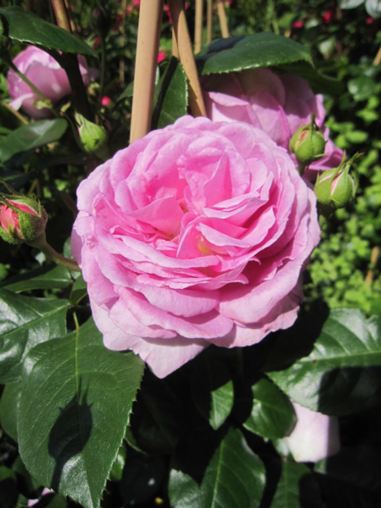 Rosa Ozeana - Kletterrose Ozeana - Tantau Rose