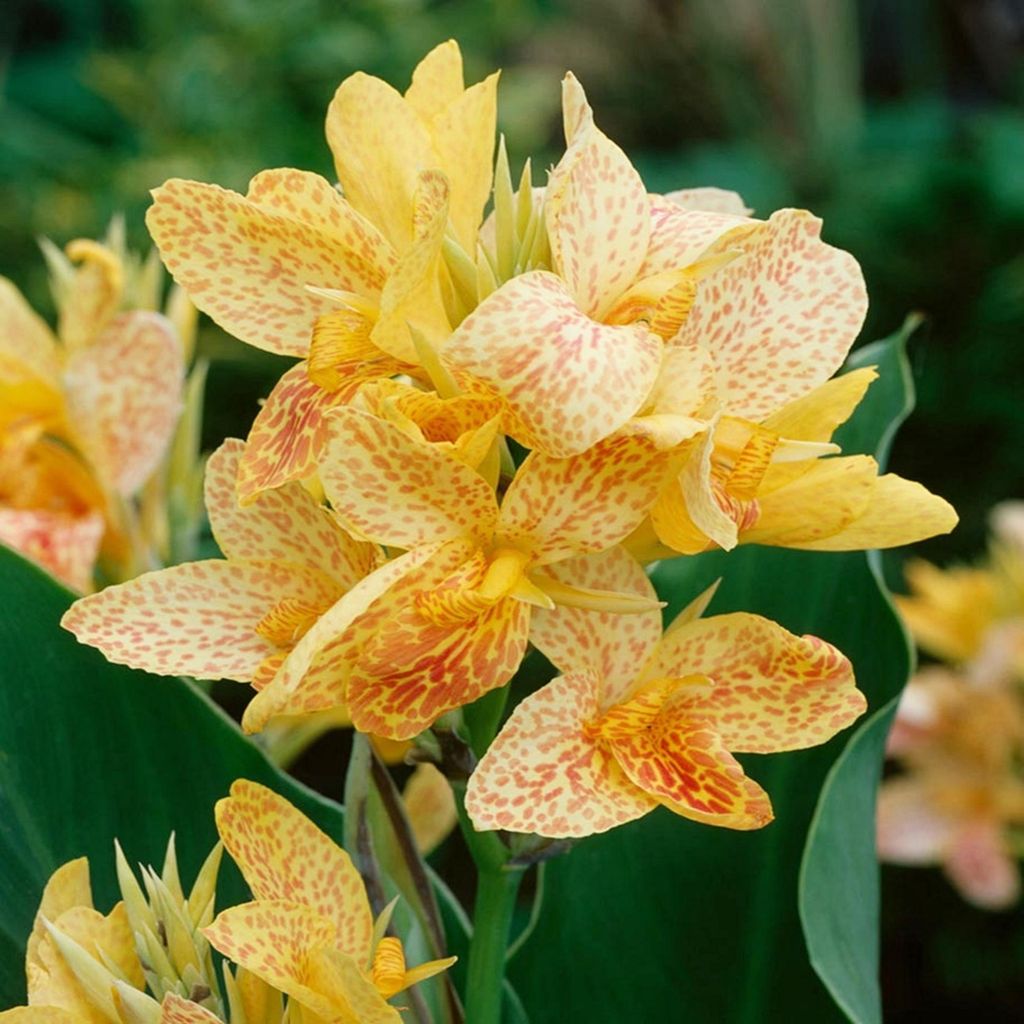 Canna Kanna Blüten Knolle Töpfe Garten Canna Blumenrohr Chouchou 1 St.