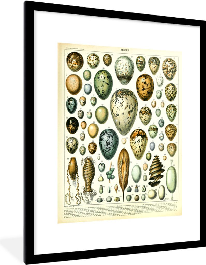 MuchoWow Gerahmtes Poster Eier - Tiere - Design 60x80 cm - Poster mit Schwarzem Bilderrahmen Wandposter Rahmen Foto Bilder - Wohnzimmer - Dekorat...