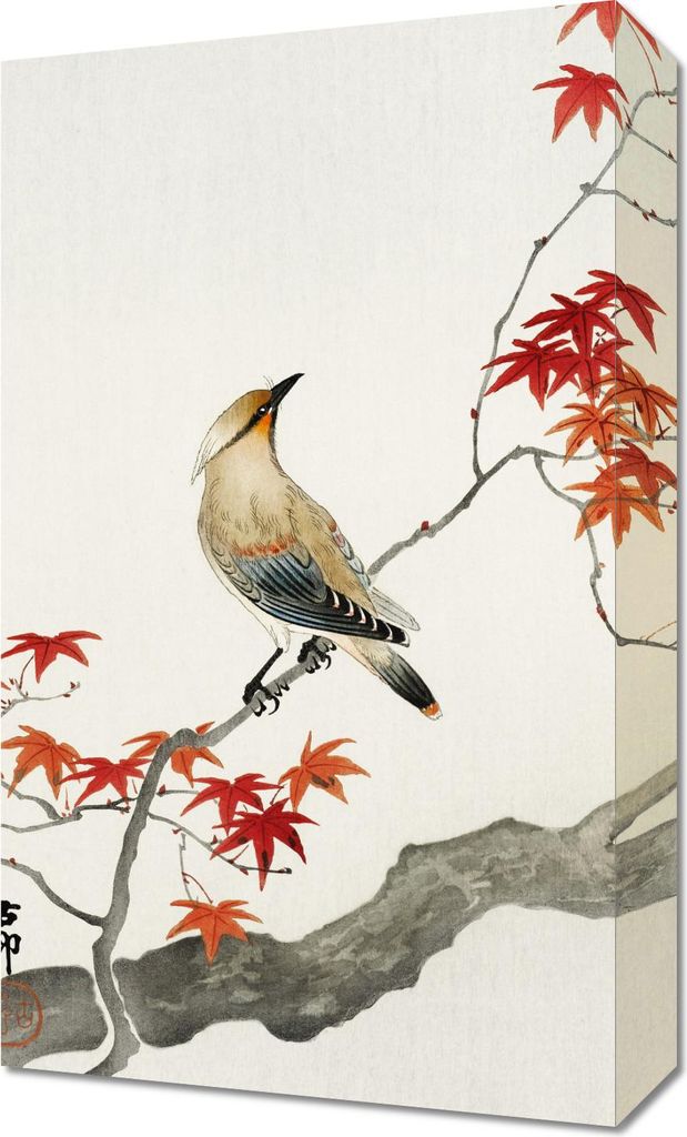 Bild 30x50cm Japanischer Pestvogel auf Ahorn, Koson Vintage für das Wohnzimmer