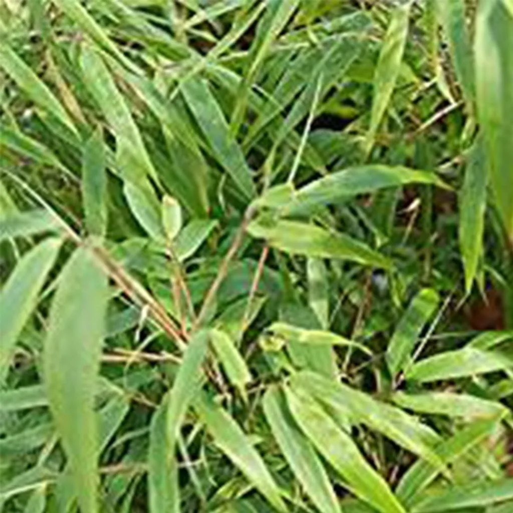 Bambù Fargesia murieliae Rufa 60-80 cm - Siepe Non Invasiva in Vaso
