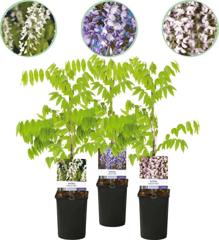 Wisteria floribunda Tricolour - Glycine 3 Couleurs Bleues Roses Blanches
