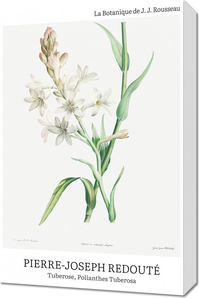 Bild 40x60cm Design Polianthes Tuberosa, Redoute Vintage für das Wohnzimmer