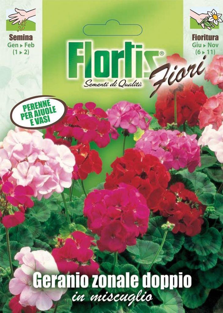 Pelargonien Mischung | Pelargoniensamen von Flortis Produktbild 