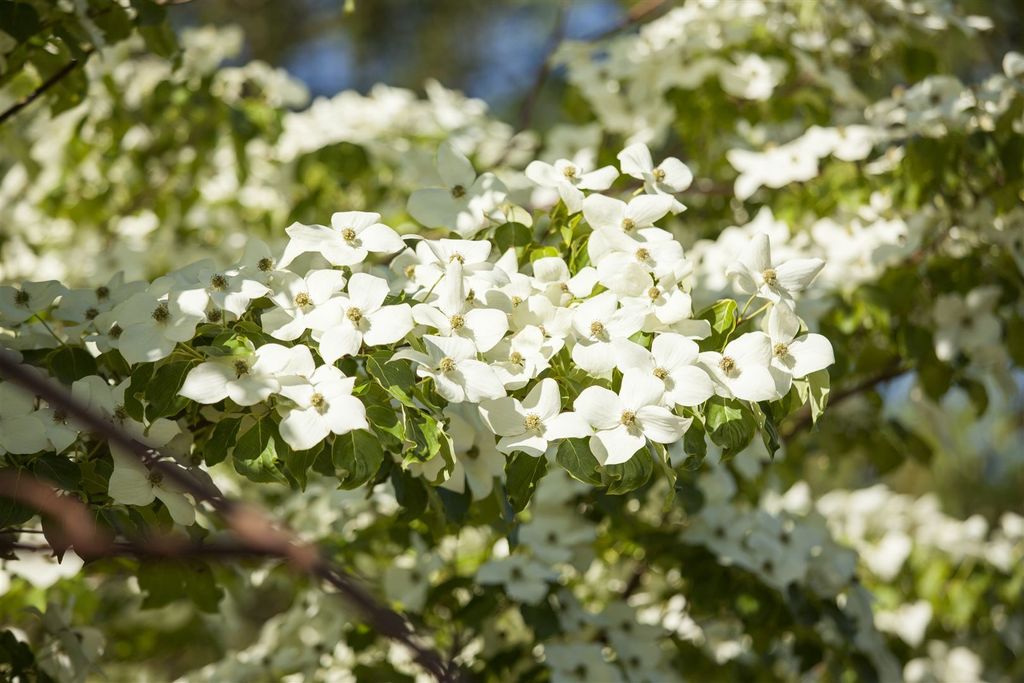 Cornus florida, Blumen-Hartriegel, 60–80 cm, weiße Blüten