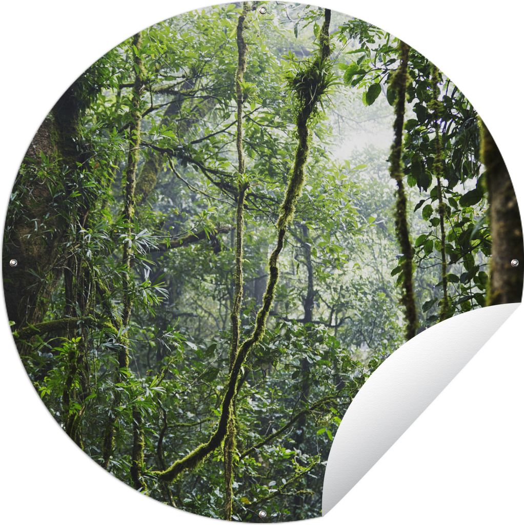 MuchoWow Gartenposter Outdoor-Poster Rund Tropischer Regenwald Ø 60 cm Gartendeko Rundes Poster draußen
