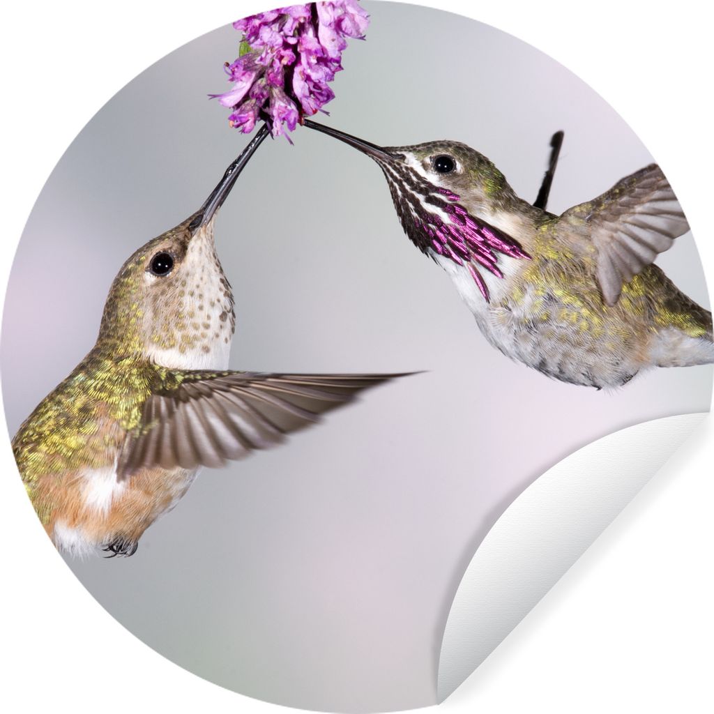 MuchoWow Runde Wandtattoo - Wandsticker Tapete Aufkleber Kolibri - Blume - Rosa Ø 30 cm Selbstklebend und Repositionierbar - Wandaufkleber - Kre...