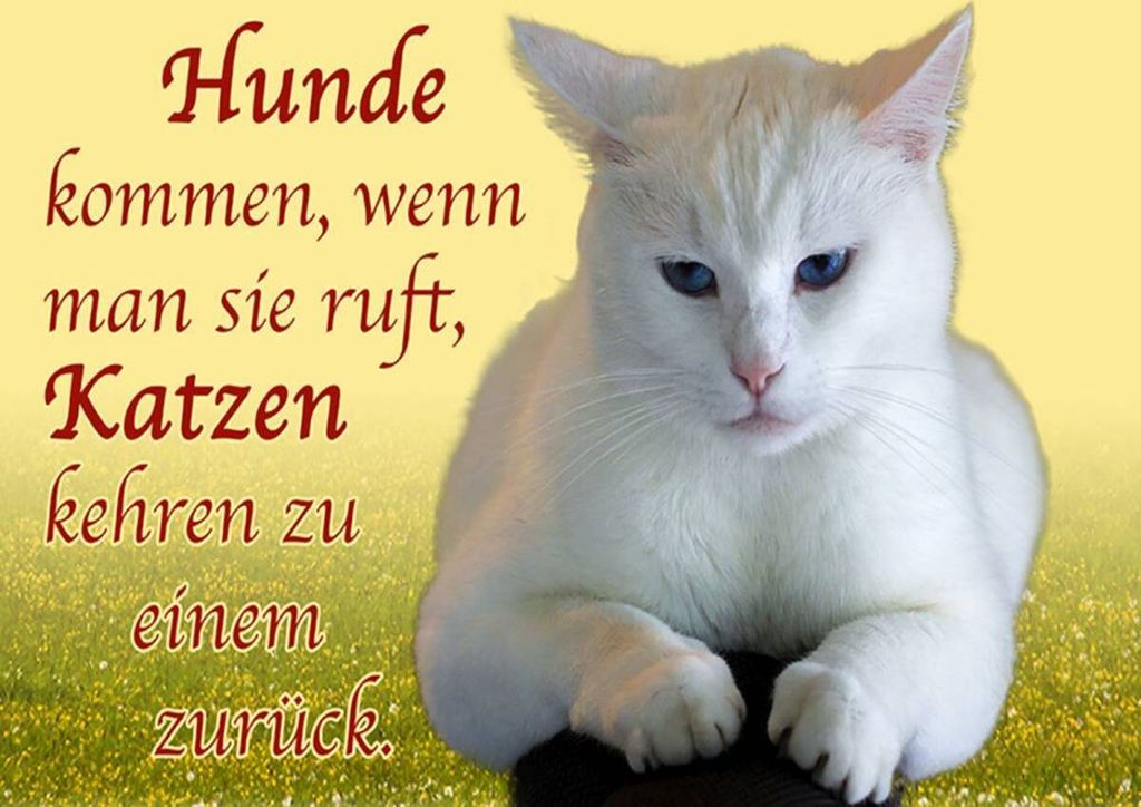 vianmo Holzschild 30x40 cm Hunde kommen Katzen kehren zurück