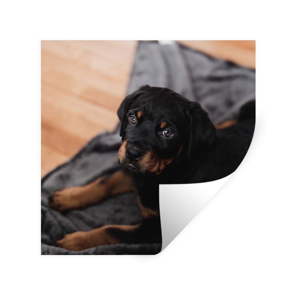 MuchoWow Wandtattoo Wandsticker Wandaufkleber Ein Rottweiler-Welpe auf einem schwarzen Teppich 80x80 cm Selbstklebend und Repositionierbar - Wier...
