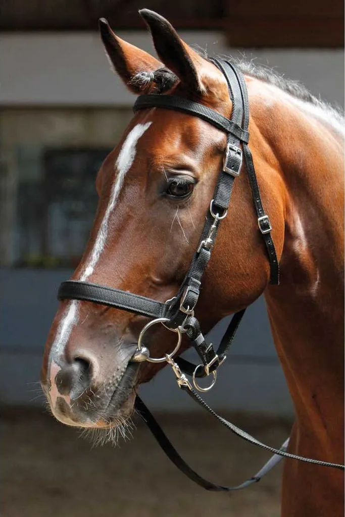 Cavezza Pony Harry's Horse Nera | Comfort e Sicurezza Quotidiana - 3