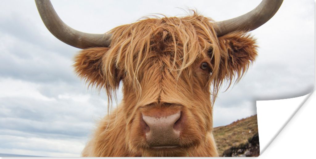 MuchoWow Poster Schottischer Highlander - Kuh - Landschaft 160x80 cm - Foto Poster