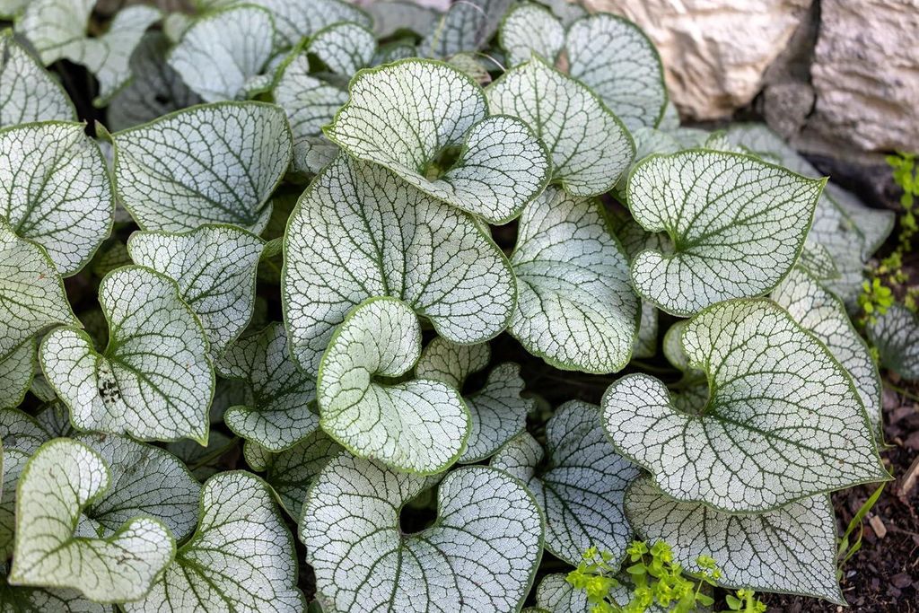 Stauden Gänge 10 x Brunnera macrophylla 'Jack Frost‘ im 1 Produktbild 