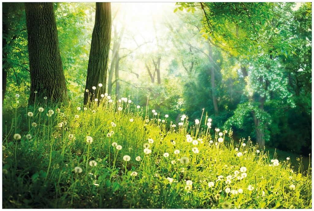 Wallario Premium Glasbild, freischwebende Optik, kräftige Farben, Größe 90 x 60 cm Motiv Pusteblumen im Wald mit einfallenden Sonnenstrahlen