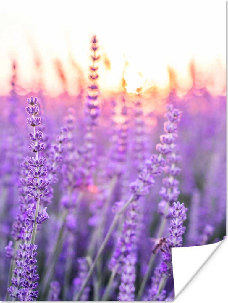MuchoWow Poster Lavendel - Nahaufnahme - Lila - Blumen 30x40 cm - Wandplakat - Poster Kinderzimmer