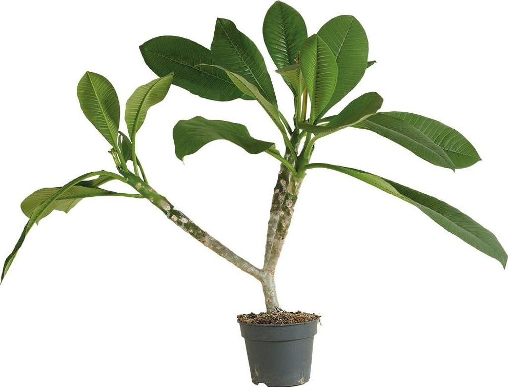 Bloomique - Plumeria Frangipani - Drzewo Świątynne - Zdjęcie produktu 
