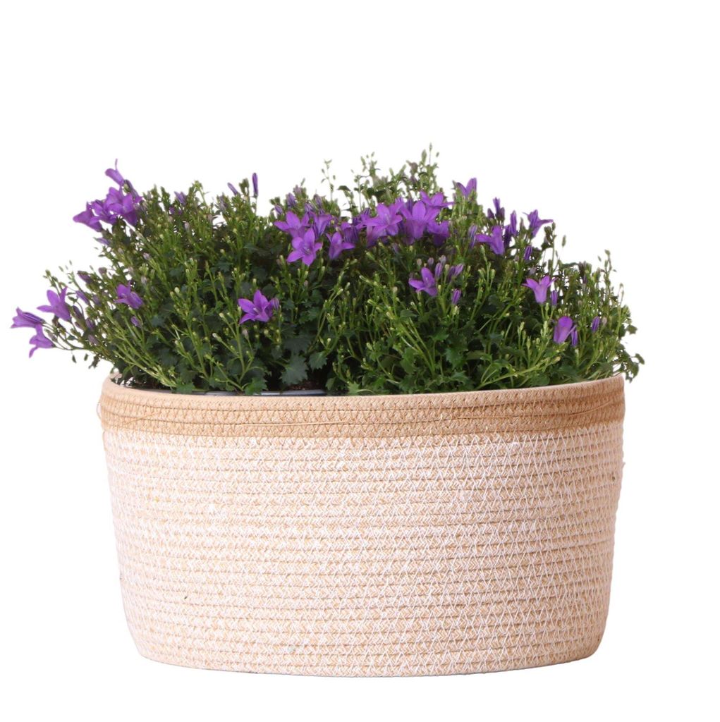 Campanula Addenda Ambella Intense Purple - Baumwolle Bowl With Campanula With Watering System - 3 Pieces - Bellflower Purple - Pot Size 12Cm - Indo...