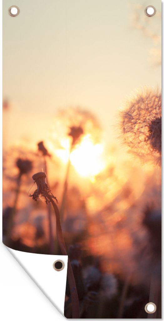 MuchoWow 80x160 cm Outdoor-Poster Gartendeko Sichtschutz Garten Poster für den Garten Löwenzahn - Sonnenuntergang - Frühling