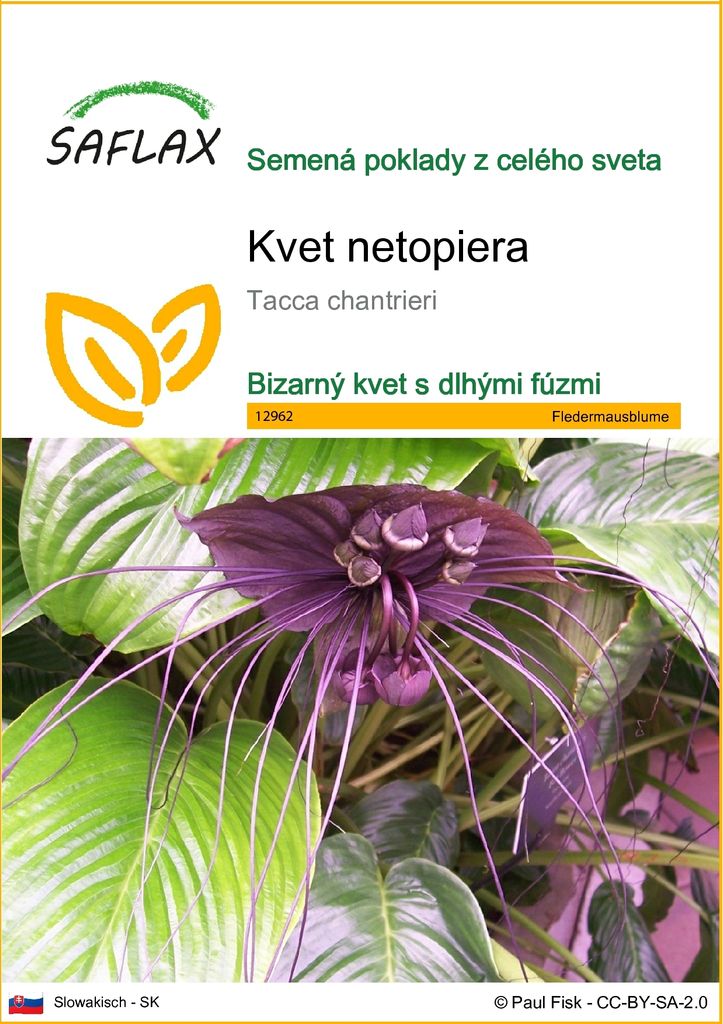 SAFLAX - kvet netopiera - Tacca chantrieri - 10 Semená Obrázok produktu 
