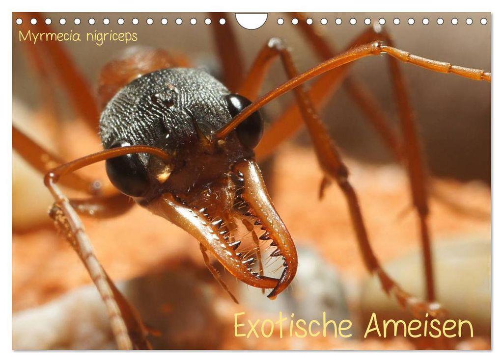 Exotische Ameisen (Wandkalender 2027 DIN A4 quer), CALVENDO Monatskalender