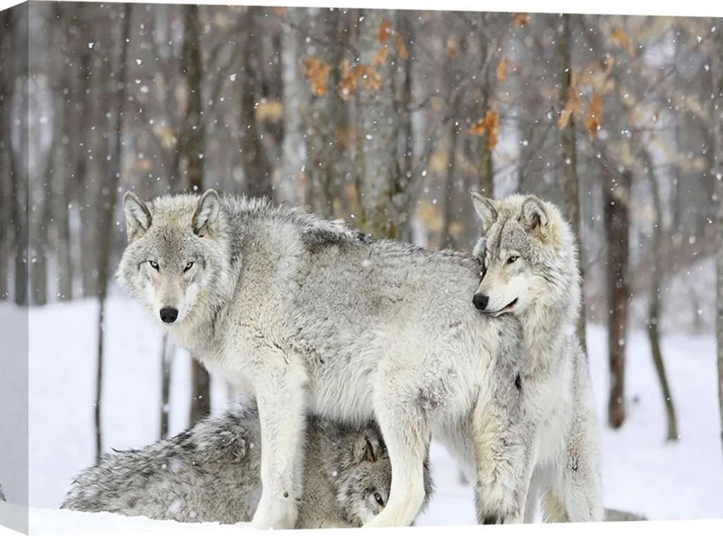 Tableau Loups Gris sous la Neige 60x40 cm - Toile Haute Qualité Québec