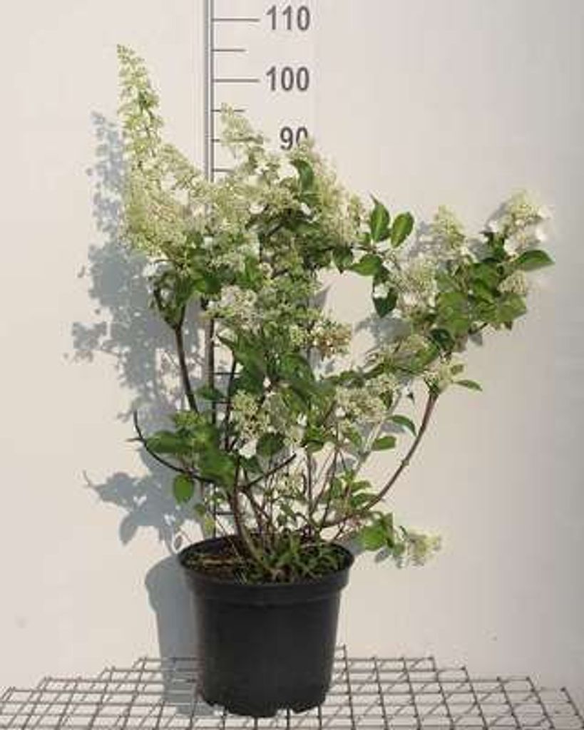 Hydrangea pan. 'Kyushu' - Rispenhortensie 60- 80 cm Container