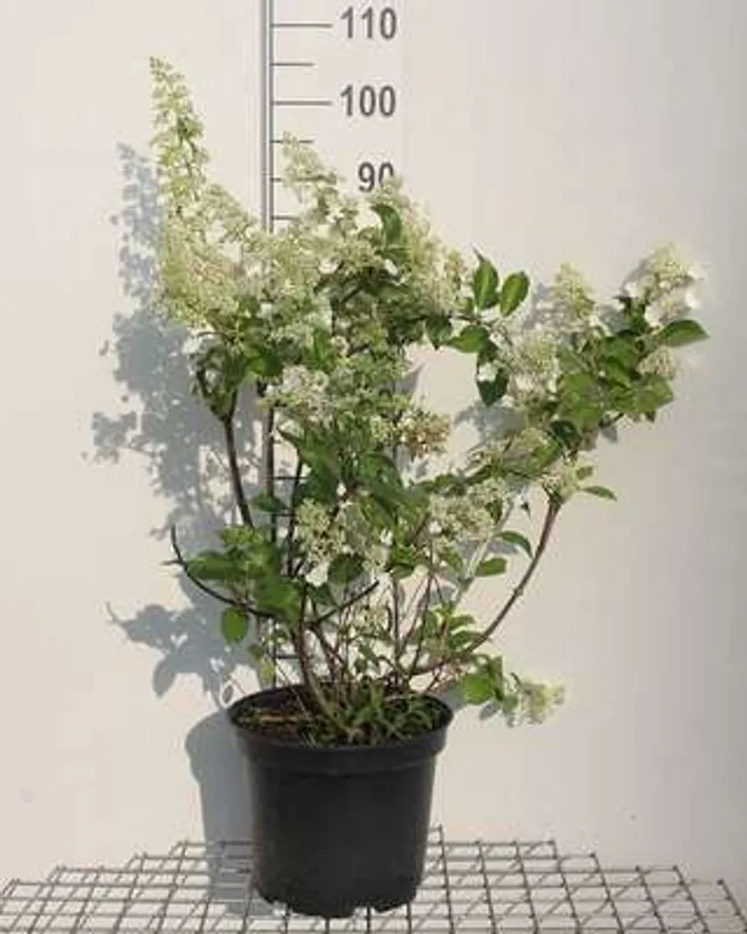 Hydrangea paniculata Kyushu Hortensia en pot de 60-80 cm de hauteur