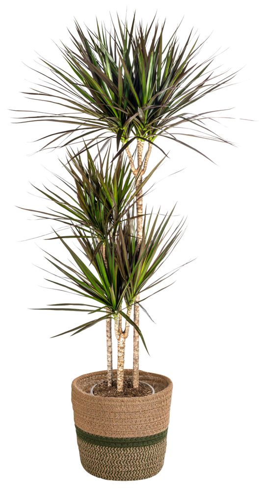 Dracaena Marginata 'Magenta' mit Korb - 130-150cm - Ø24cm - Zimmerpflanze - Immergrün