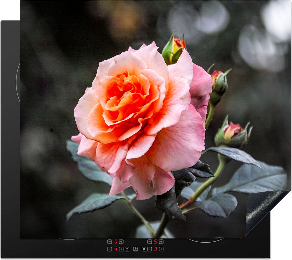 KitchenYeah Herdabdeckplatte Rosen - Garten - Rosa , 58x51cm, Küche Deko, Glaskeramikfeld Herdabdeckung, Abdeckplatte fùr Kochfeld
