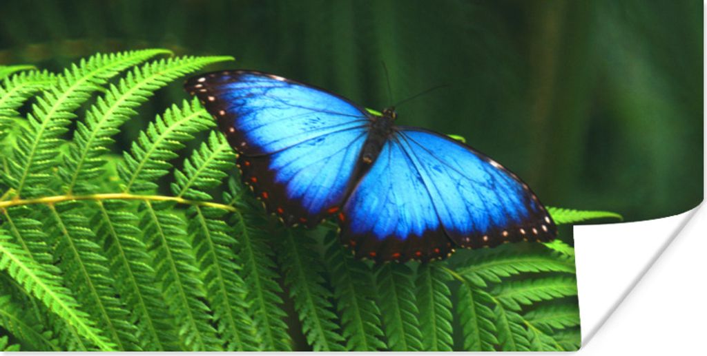 MuchoWow Poster Morpho-Schmetterling 40x20 cm - Poster für die Wand - Poster Schlafzimmer