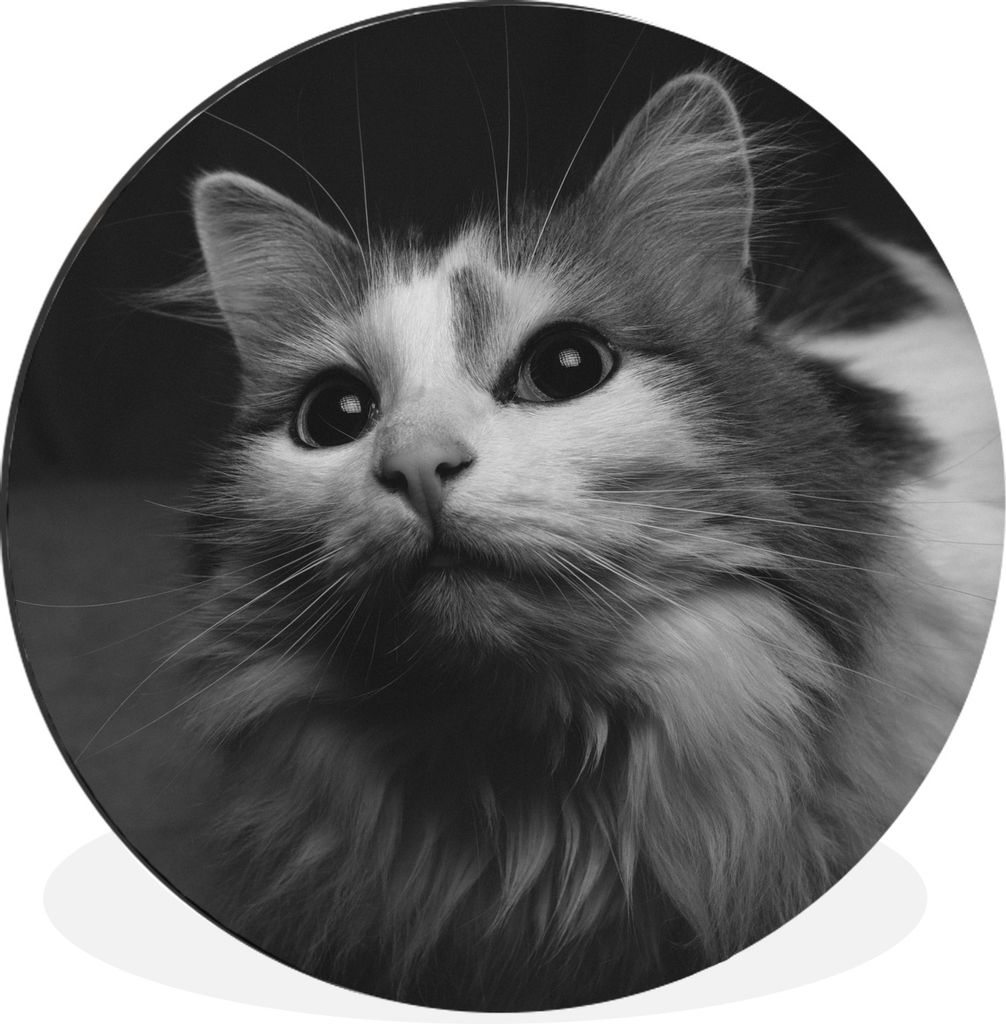 MuchoWow Aluminium Wandkreis Tierprofil Katze in schwarz und weiß Ø 90 cm Wanddeko Modern Wohnzimmer - Mauerkreis - Wandbilder - Runde Bild - B...