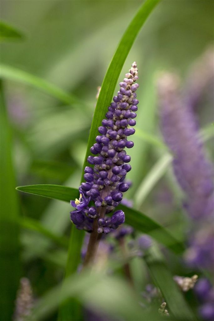 Liriope muscari, Lilientraube, immergrün, ca. 9x9 cm Topf