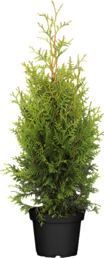 Thuja occidentalis 'Brabant', Lebensbaum, immergrün, 80-100 Produktbild 1