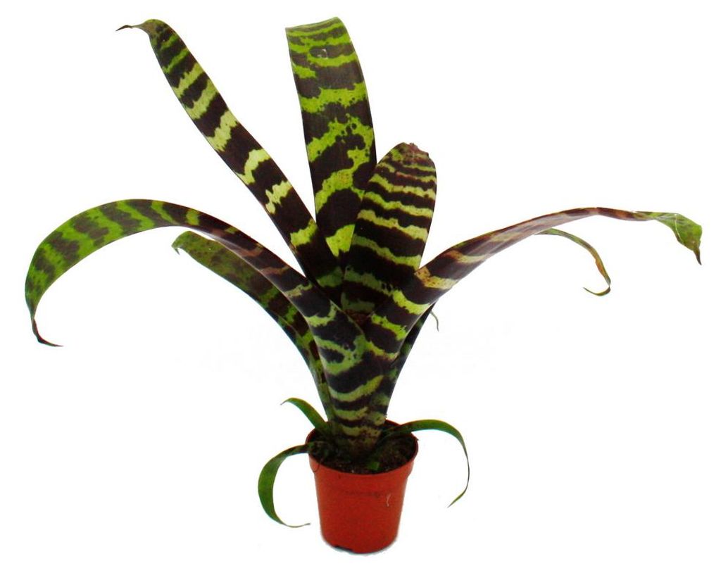 Mini-Bromelien-Set "Nature's Touch" - 4 Pflanzen mit