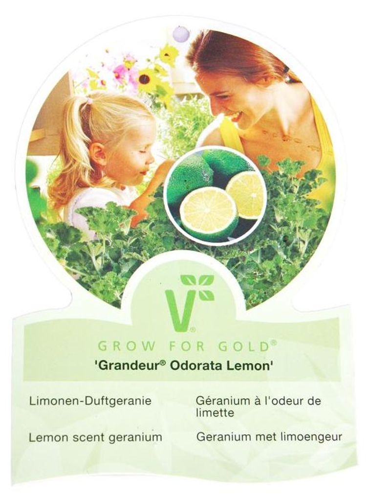 Voňavá pelargonie „Limone“ – Pelargonia odorata Hybr. Obrázek produktu 