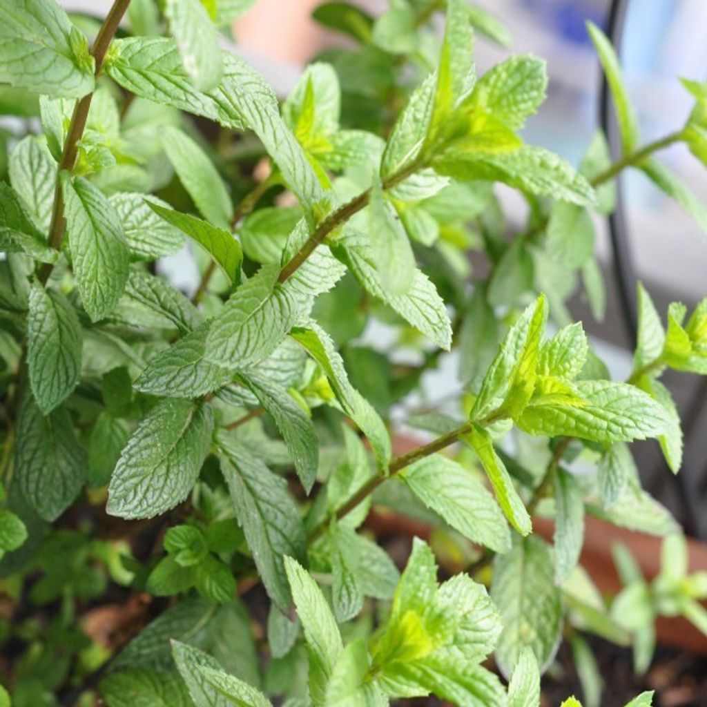 Pfefferminze, echte - min. 50 Samen