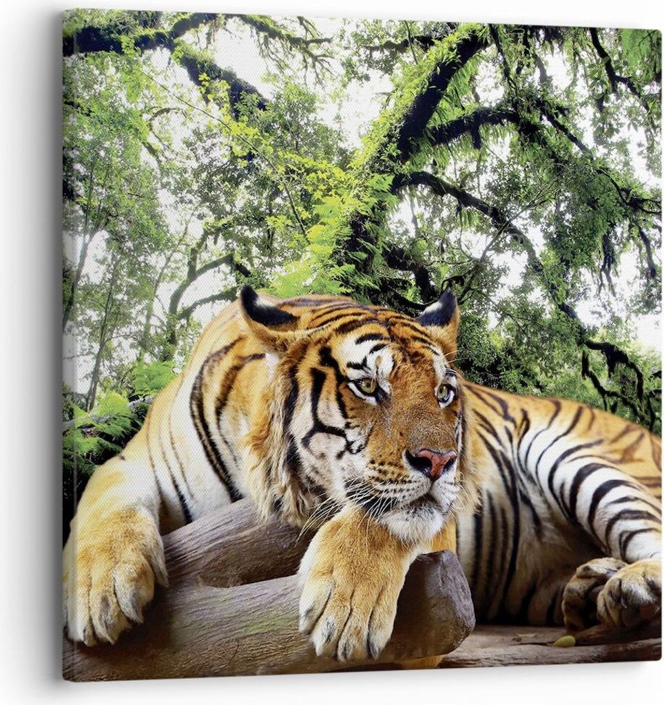 Bild auf Leinwand - Leinwandbild - Einteilig - Tiger Dschungel Ruhe - 30x30cm - Wand Bild - Wanddeko - Wandbilder - Leinwanddruck - Bilder - Wandde...