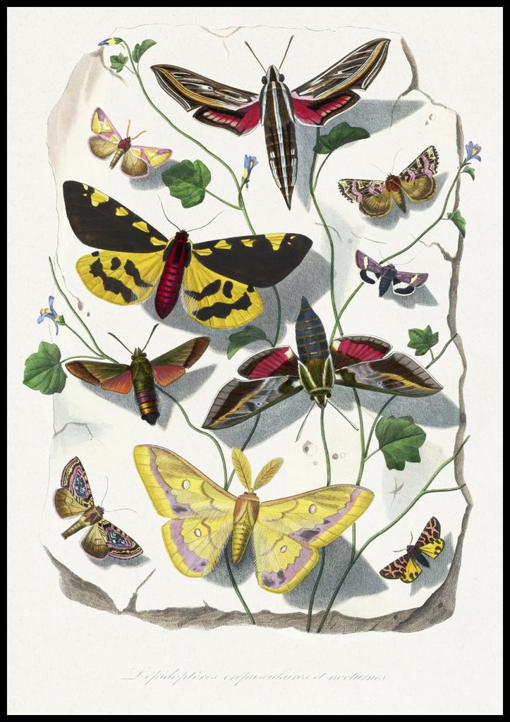 Plakat 70x100cm Schmetterlinge und Motten 2, Paul Gervais Vintage für das Wohnzimmer