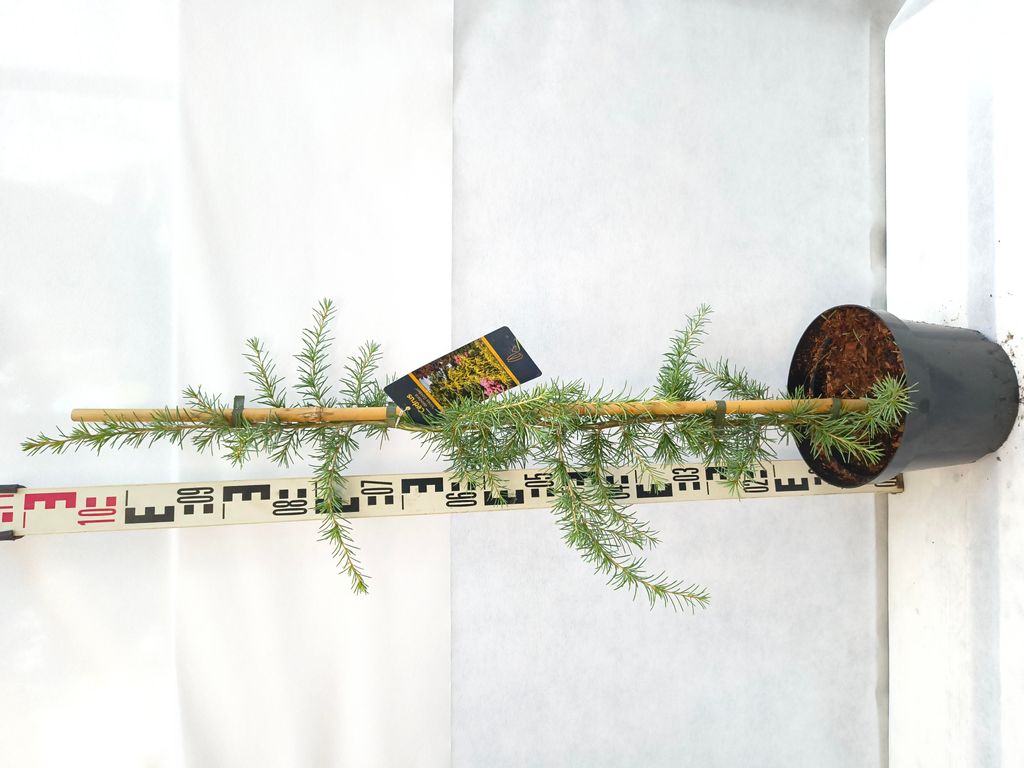 Cedrus deodara 'Vink’s Golden' 100–120 cm Himalaya-Zeder goldgelb immergrün